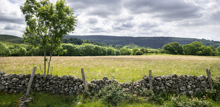 Prairie fleurie sur l'Aubrac - Bruno Calendini