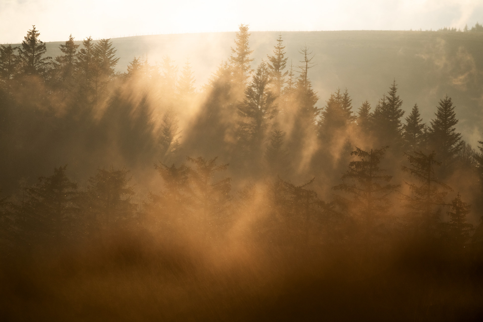 L Quilibre Agro Sylvo Cyn G Tique Parc Naturel R Gional De L Aubrac