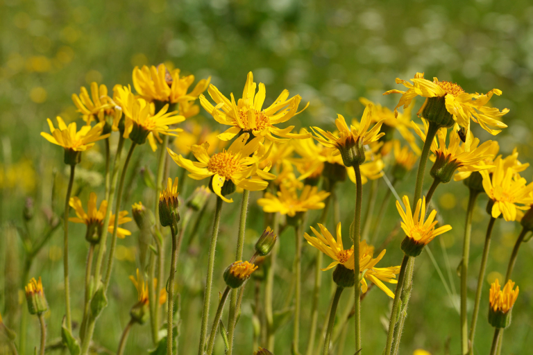 Arnica - PNR Aubrac